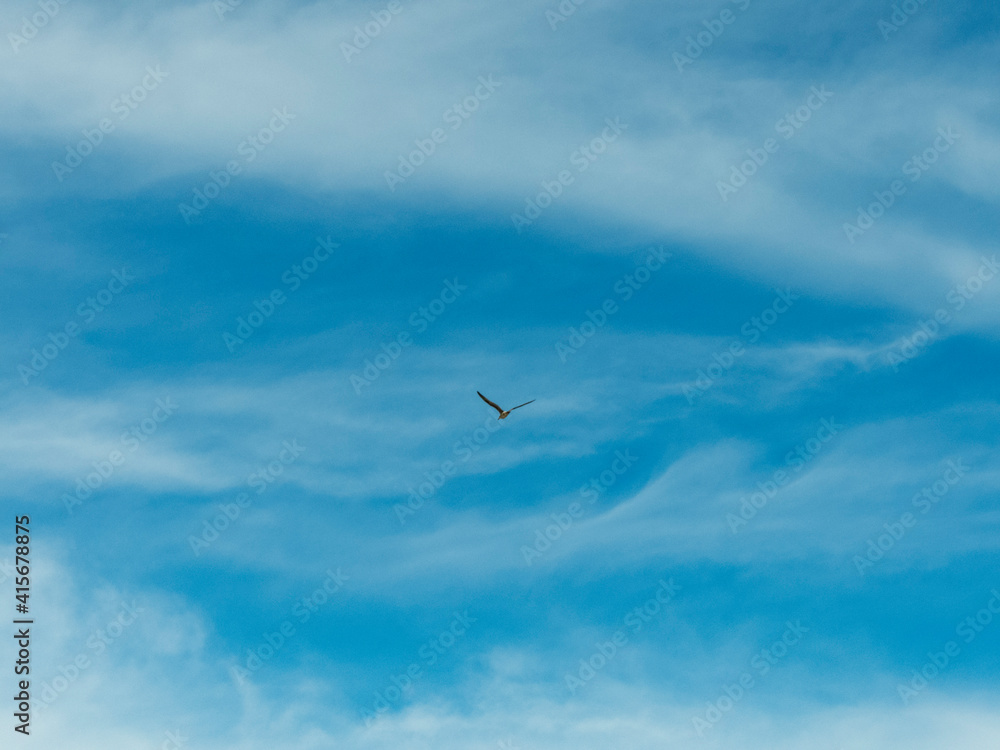 Fototapeta premium Aves en vuelo en el cielo