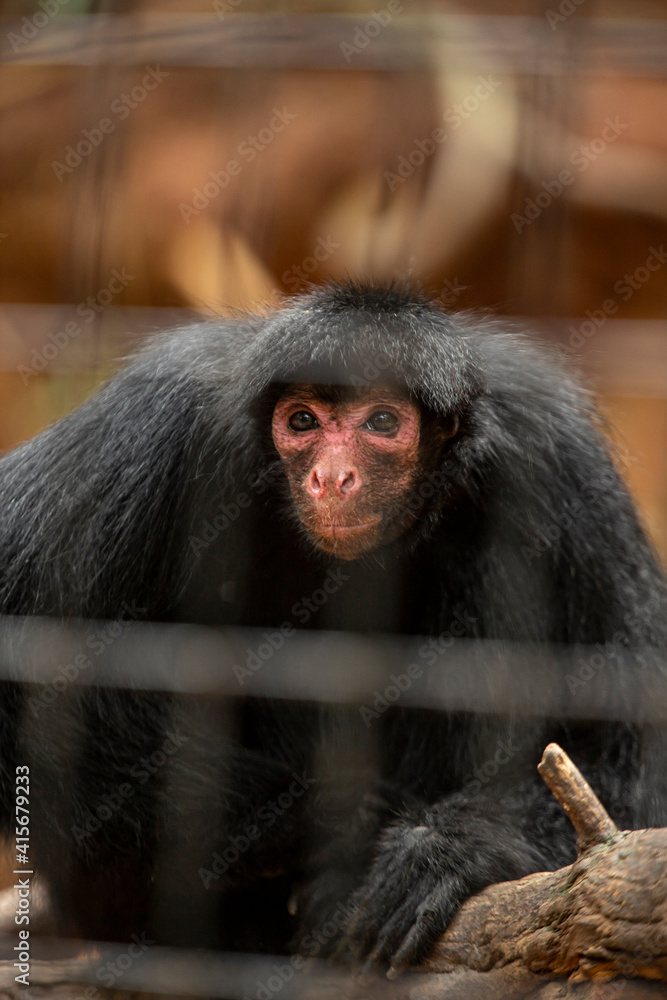 Obraz premium Red-faced spider monkey