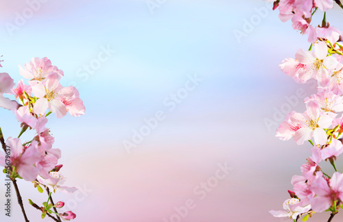 Spring banner, branches of blossoming cherry against background of blue sky