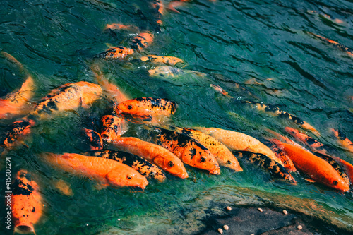 peces en la orilla