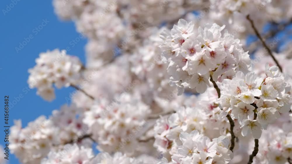 桜の花　ソメイヨシノ　ズームアウト
