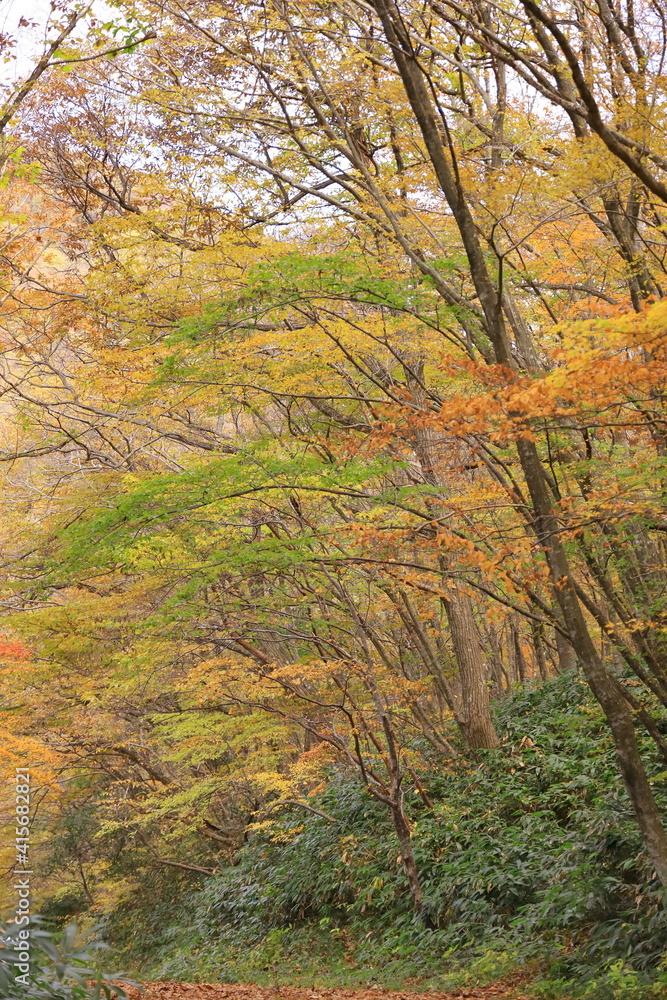 11月広島県民の森、薄い秋の道。