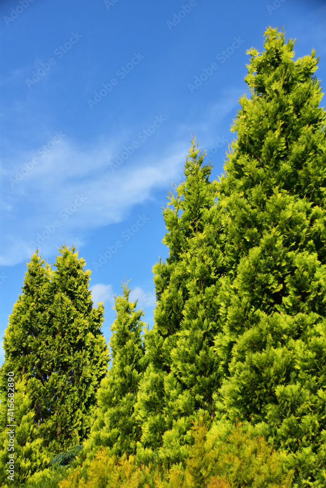 コニファーと青空 コニファーと青空