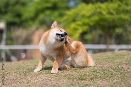 Shiba Inu scratching on the grass