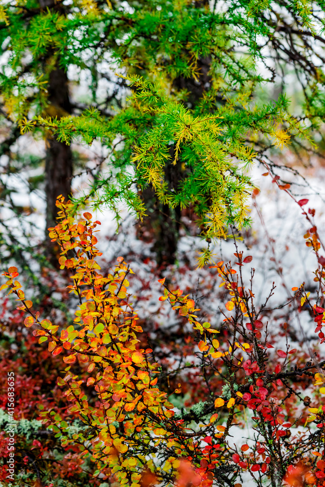autumn in the forest