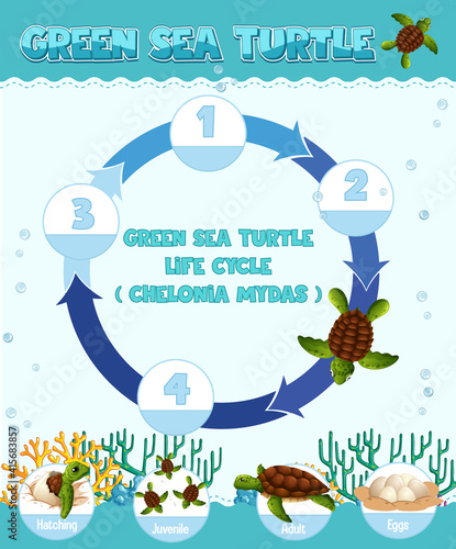 Diagram showing life cycle of Turtle