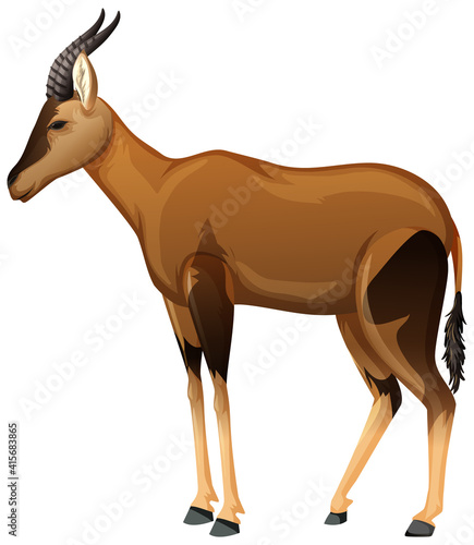 Topi animal on white background