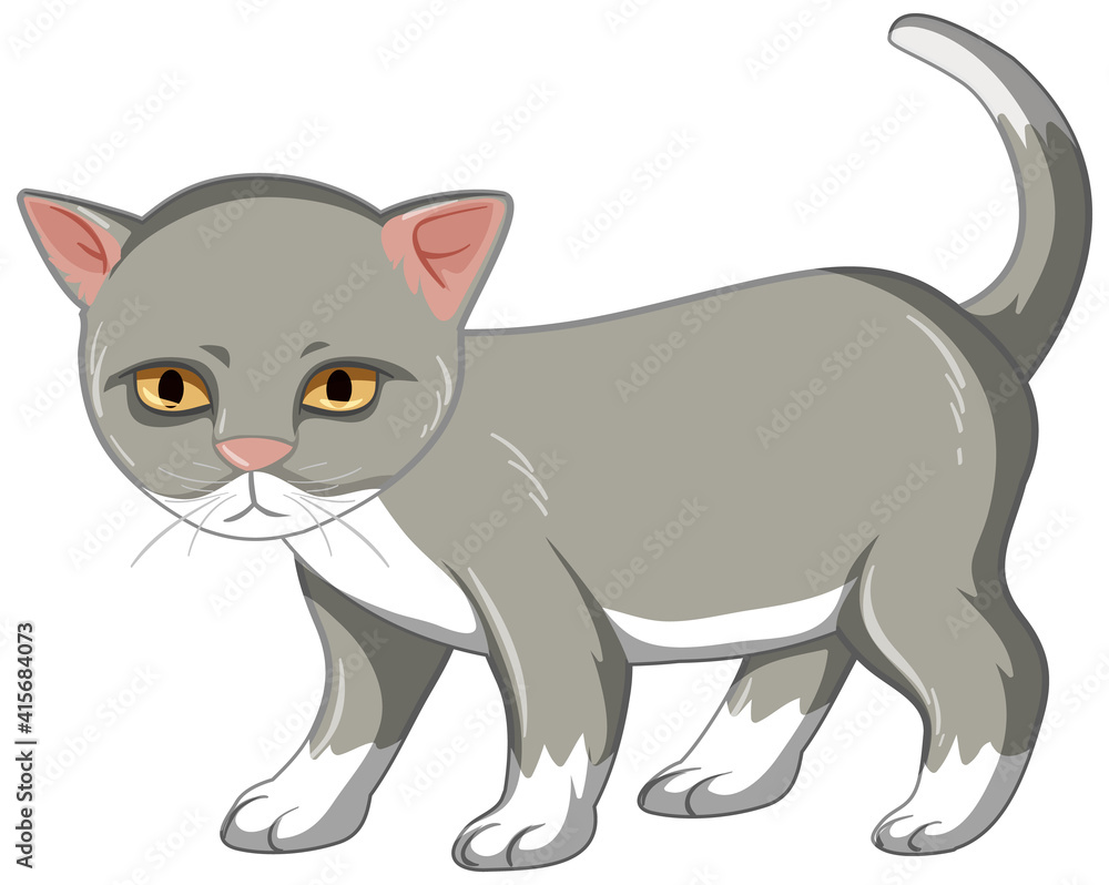 Grey kitten standing alone isolated on white background Grey kitten standing alone isolated on white background