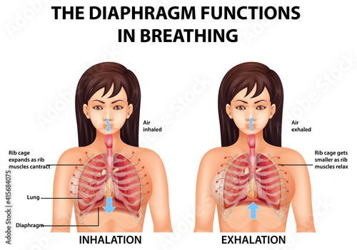 The diaphragm functions in breathing