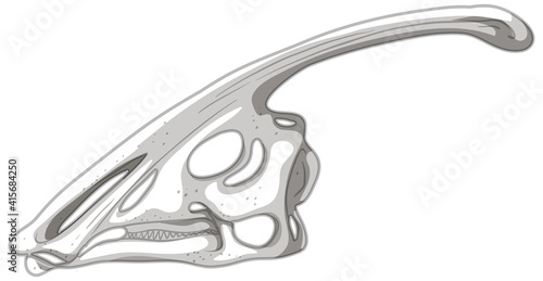 Dinosaur skeleton on white background