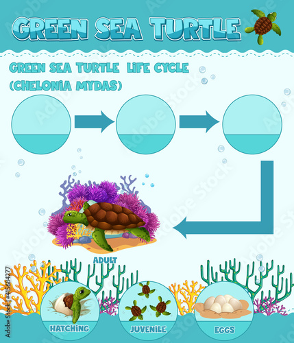 Diagram showing life cycle of Turtle