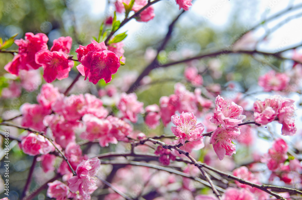 Close up of plum blossoms in springtime in Japan. Close up of plum blossoms in springtime in Japan.