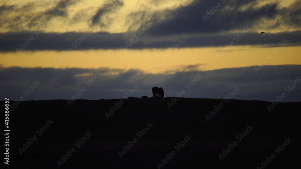 Bird flying over horse silhouette on horizon sunrise Iceland Bird flying over horse silhouette on horizon sunrise Iceland