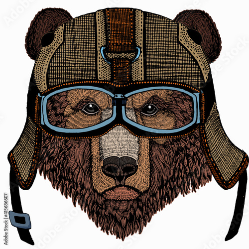 Bear wild animal face. Grizzly cute brown bear head portrait.