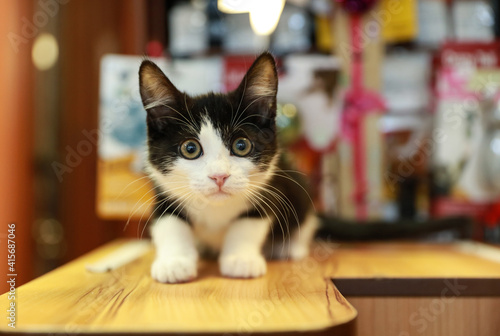 A little scared kitten with wide eyes. A black and white kitten with a colorful background with a look of surprise on her face.
