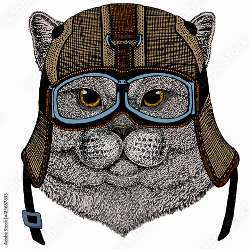 British shorthair cat animal cute face. Vector happy silver British kitten head portrait.