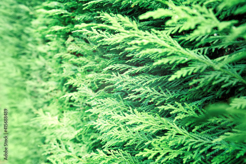 Closeup of green thuja occidentalis. Fresh green leaves  branches of thuja trees close up. Thuya twig occidentalis  evergreen coniferous tree. Chinese thuja. Conifer cedar thuja leaf green texture.