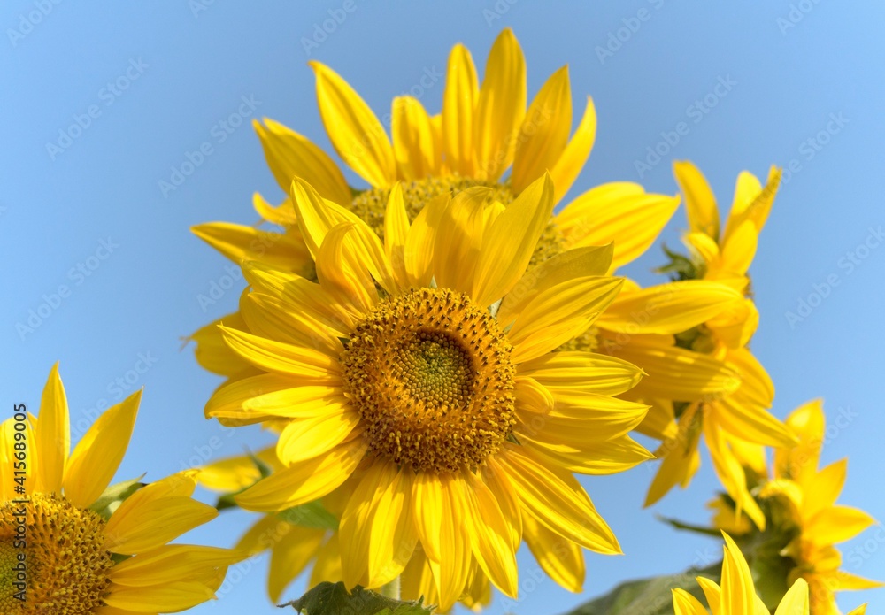 Naklejka premium Natural landscape photo: sunflower in Go Me lotus pond 
