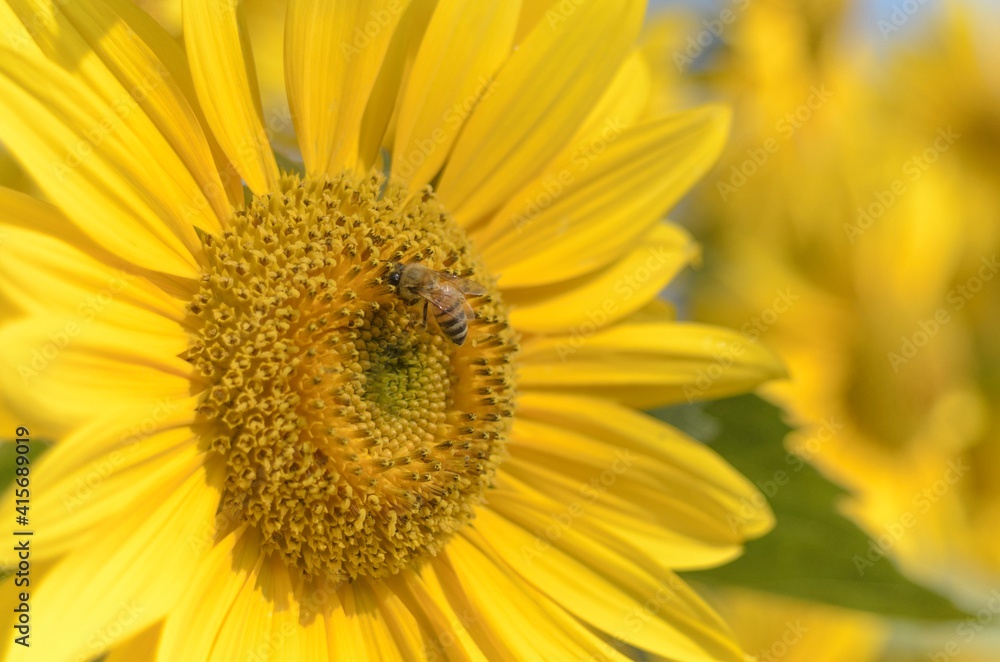 Natural landscape photo: sunflower in Go Me lotus pond Natural landscape photo: sunflower in Go Me lotus pond