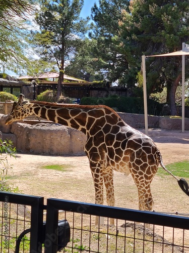 Photography giraffe in zoo