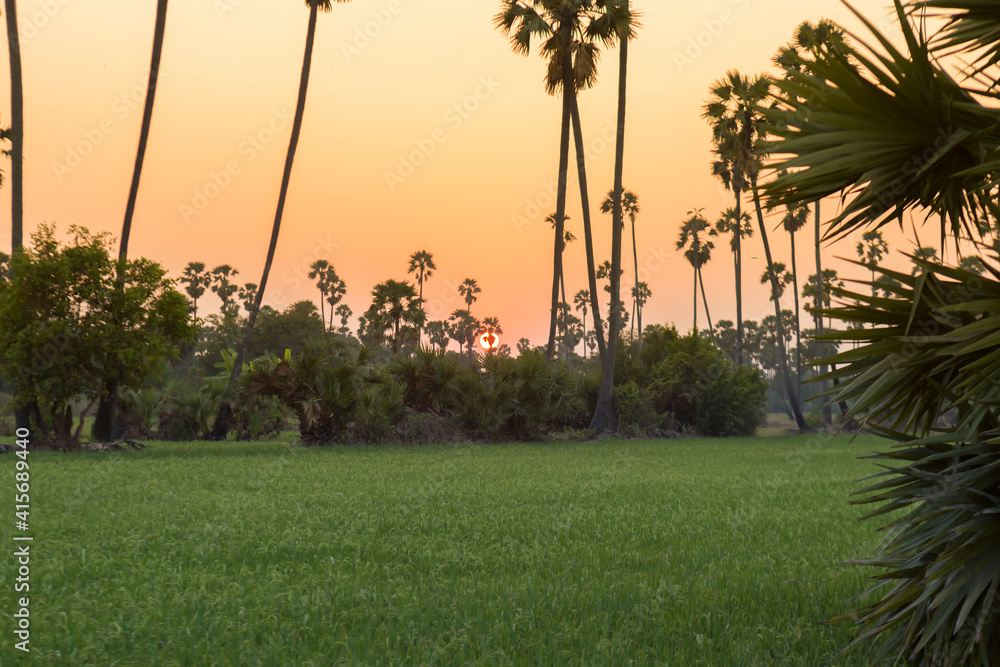 Rice field with sugar palm Sunset in pathum thani , Thailand