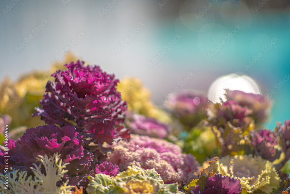 花壇の植物 花壇の植物