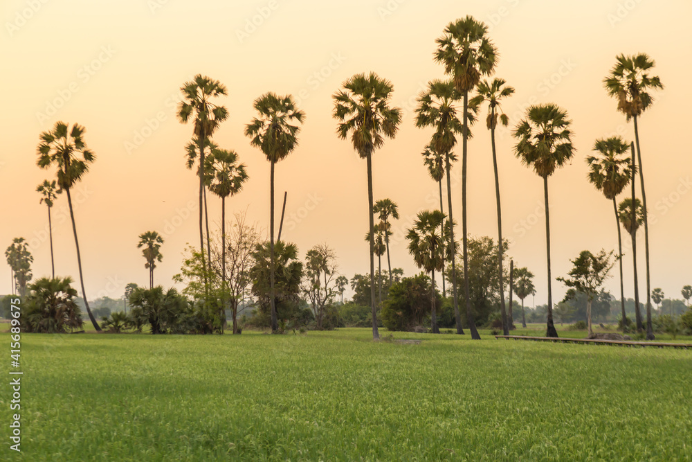 Rice field with sugar palm Sunset in pathum thani , Thailand