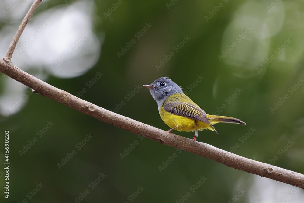Fototapeta premium Grey-headed canary-flycatcher (Culicicapa ceylonensis), sometimes known as the grey-headed flycatcher, is a species of small flycatcher-like bird found in tropical Asia.