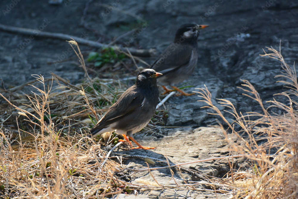 Obraz premium 浜辺のムクドリ