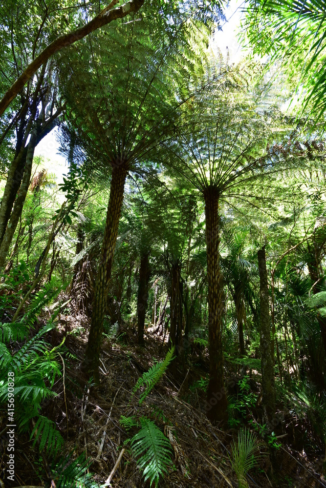 Steep slope with giant fern trees forming dark canopy in native forest of New Zealand.