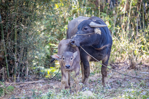 Cattle farmed in rural areas of southern China photo