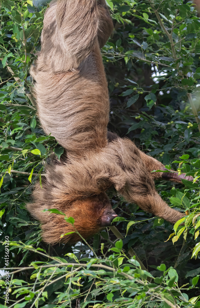 Fototapeta premium Hoffmann's two-toed sloth (Choloepus hoffmanni) feeding in the rainforest pyramid, Moody Gardens.