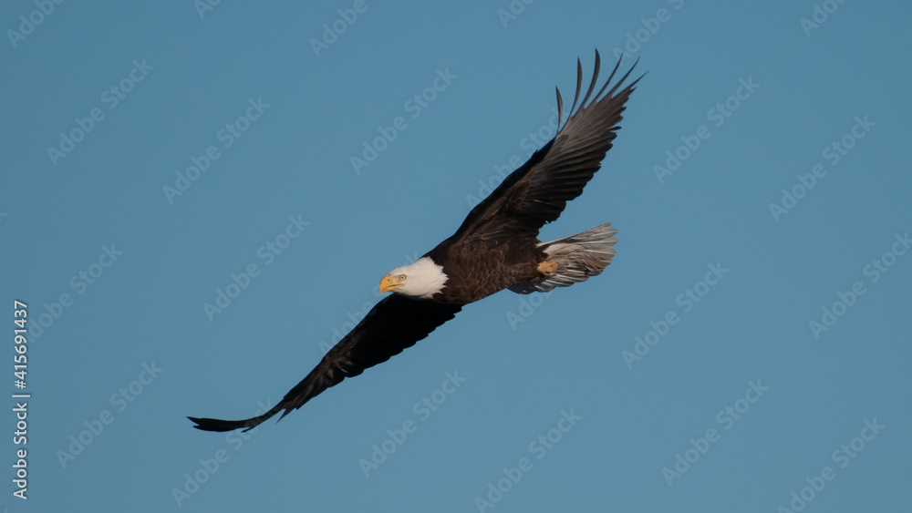 Naklejka premium Bald eagle in flight in February in the front range of the Rocky Mountains in Colorado, USA