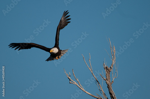 Bald eagle in flight in February in the front range of the Rocky Mountains in Colorado  USA