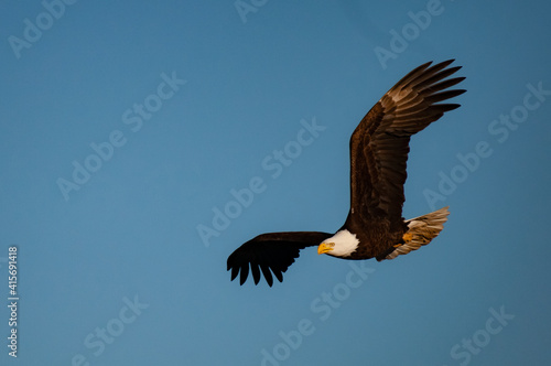 Bald eagle in flight in February in the front range of the Rocky Mountains in Colorado  USA