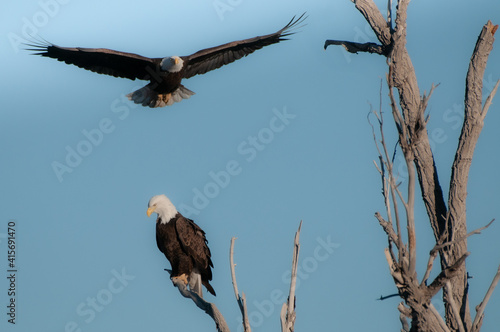 Bald eagle in flight in February in the front range of the Rocky Mountains in Colorado, USA