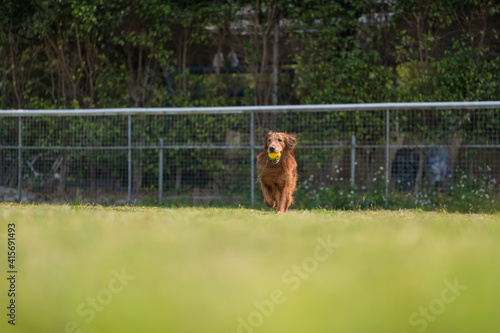 Golden Retriever playing on the grass