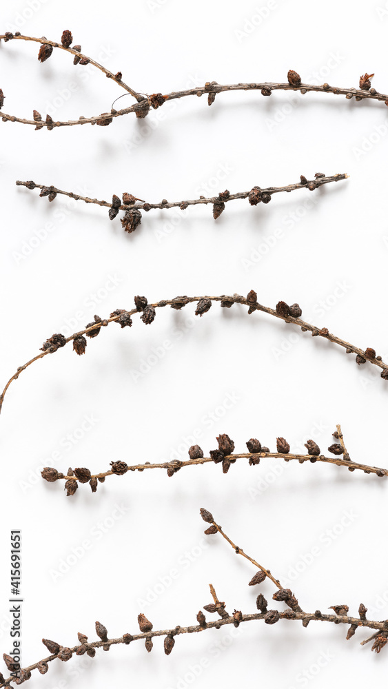 Natural background from dry branches of larch on a white background. Top view, flat lay. Natural background from dry branches of larch on a white background. Top view, flat lay.