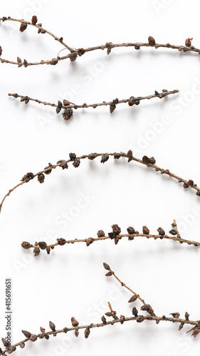 Natural background from dry branches of larch on a white background. Top view, flat lay.
