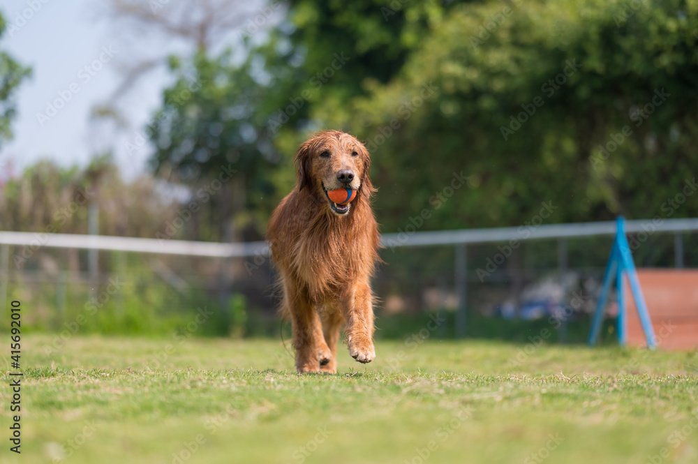 Golden Retriever playing on the grass Golden Retriever playing on the grass