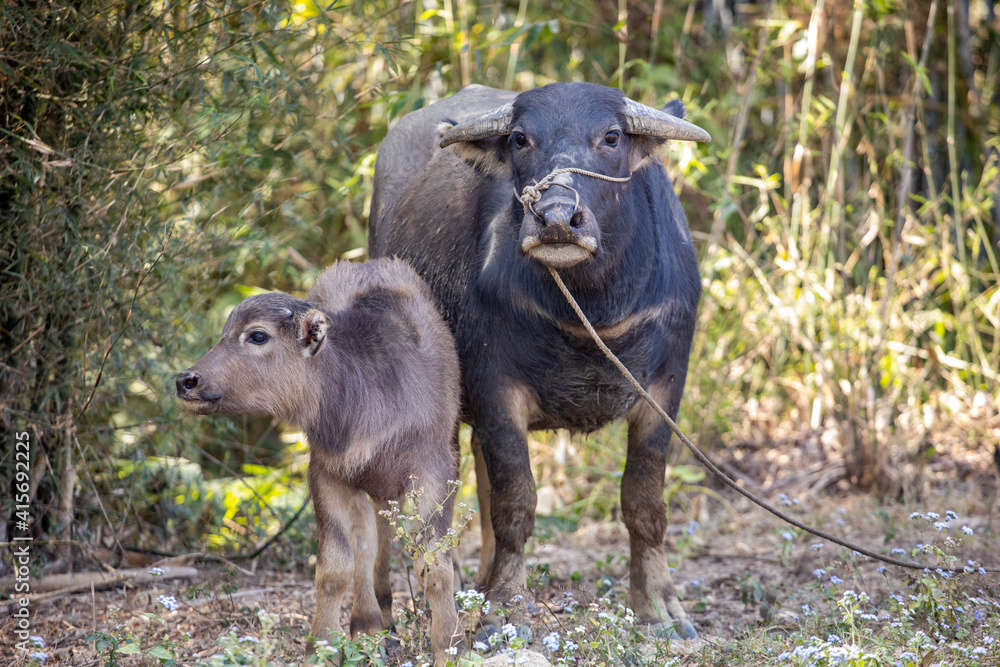 Cattle farmed in rural areas of southern China Cattle farmed in rural areas of southern China