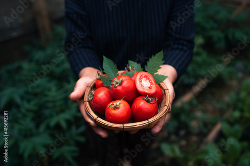 Fresh red tomatoes from the farm