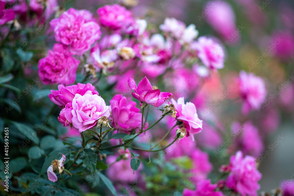 Roses bloom in the courtyard Roses bloom in the courtyard