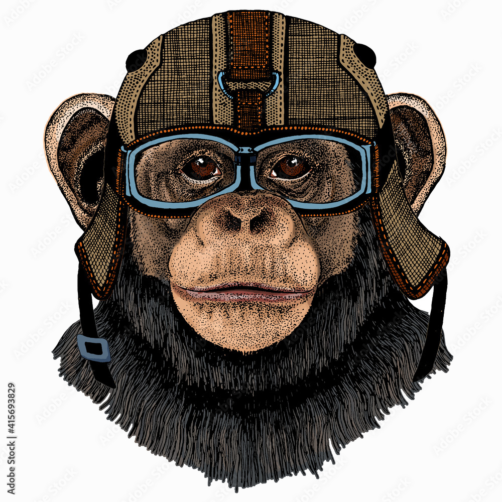 Vector chimpanzee portrait. Ape head, monkey face. - obrazy, fototapety, plakaty 