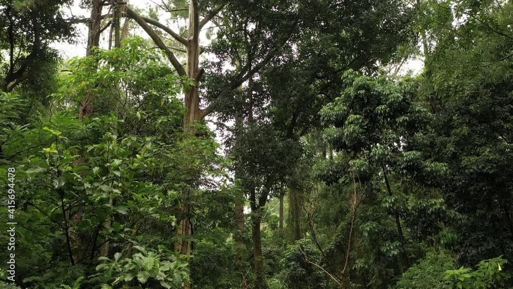 Sky View Of The Beautiful Forest In Sao Paulo Park Jaragua, Brazil During Daytime - Aerial Shot Sky View Of The Beautiful Forest In Sao Paulo Park Jaragua, Brazil During Daytime - Aerial Shot