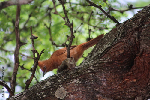 squirrel on tree © João Aurelio 