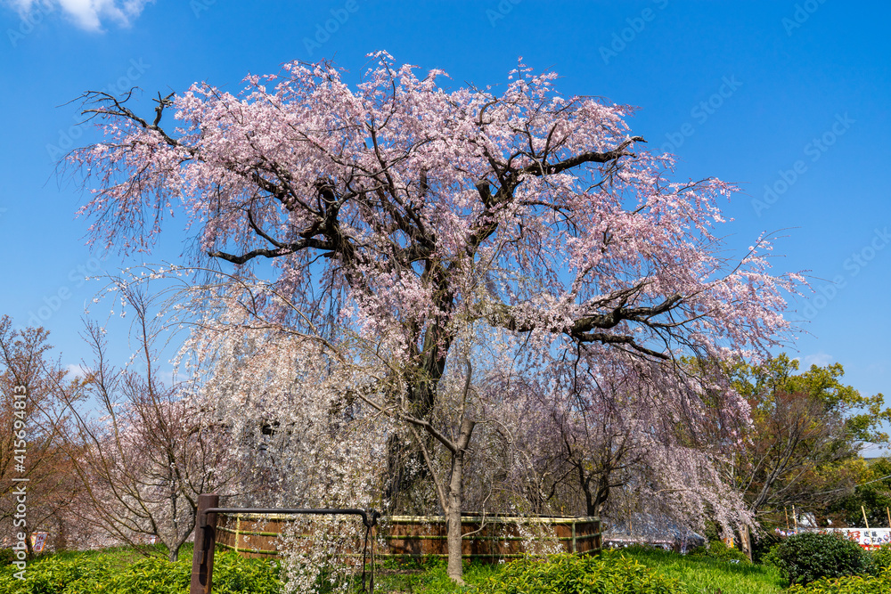 京都 円山公園のしだれ桜「祇園枝垂桜」