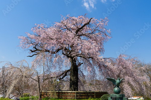 京都 円山公園のしだれ桜「祇園枝垂桜」