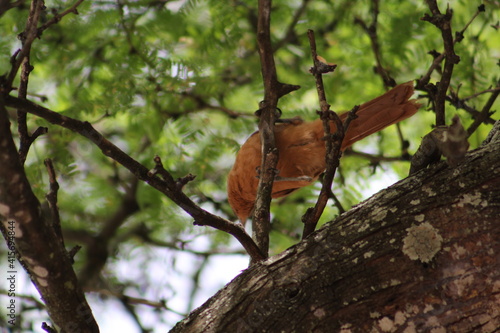 squirrel on tree © João Aurelio 