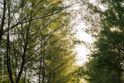 A park located near beach full of pine trees